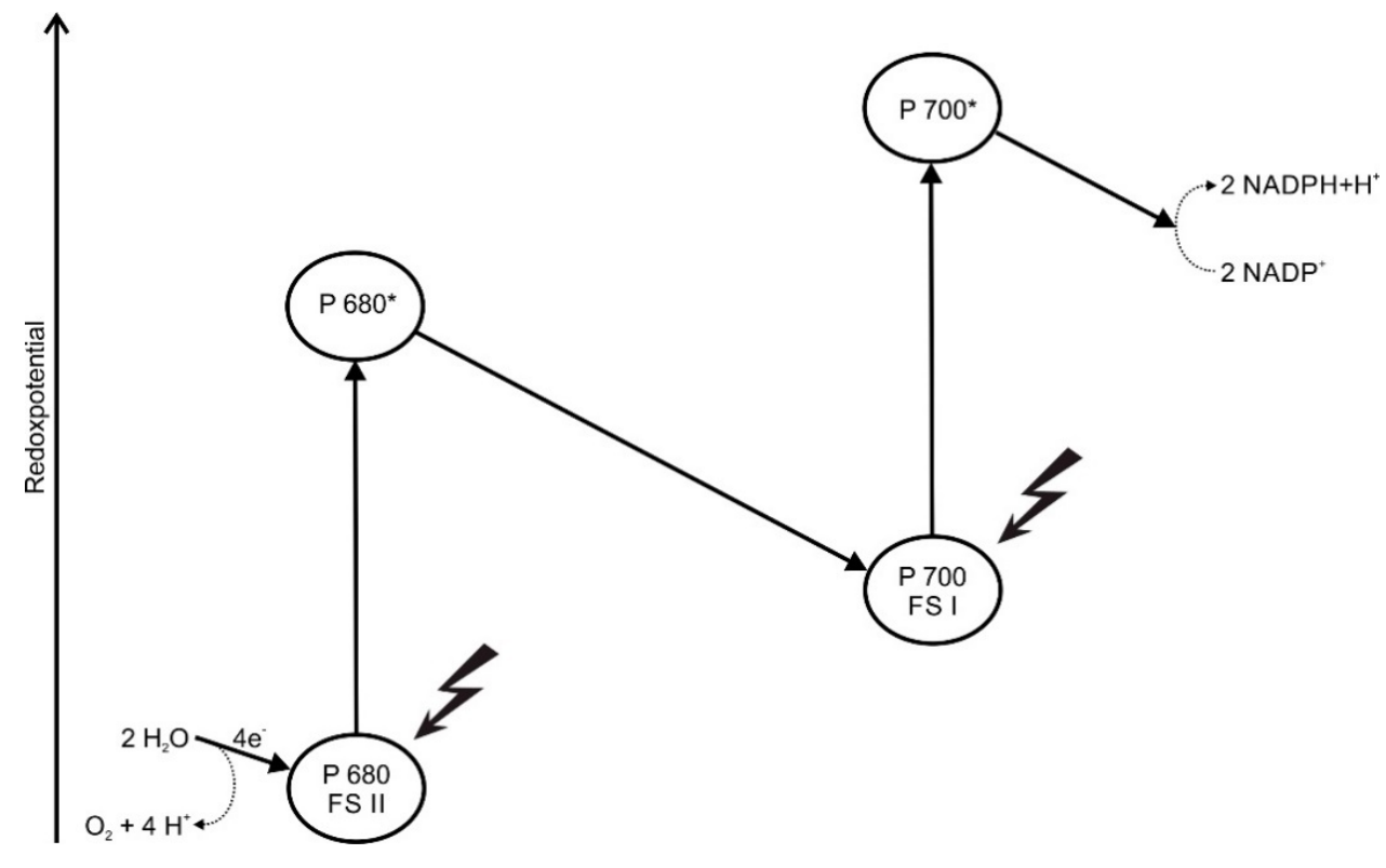 Schematische Grafik: Elektronentransport bei Photosynthese mit P680 (PSII), P700 (PSI), Wasseroxidation und NADP+→NADPH.